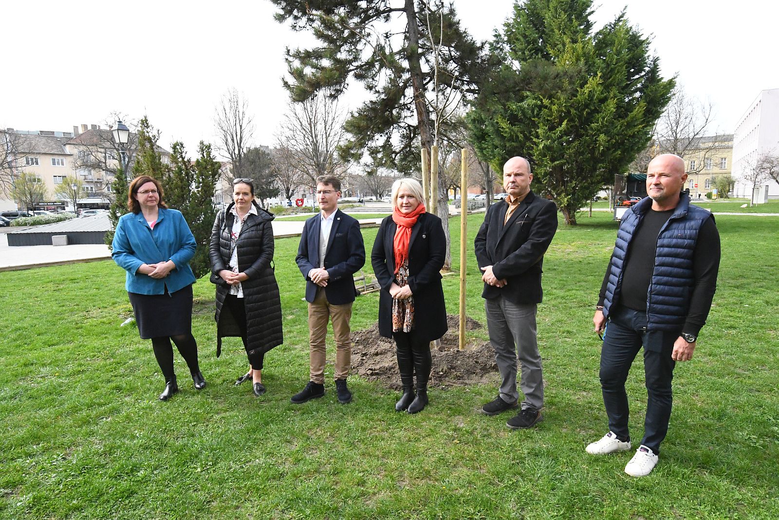 Születés fája Székesfehérváron – idén ezüst hársot ültettek a Jávor Ottó téren